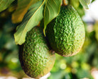 kiehls-avocado-nourishing-hydration-mask-28g